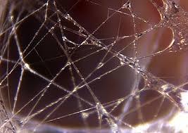 fascia