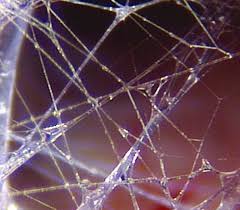 fascia-corpsetcoaching-nathalie-camus